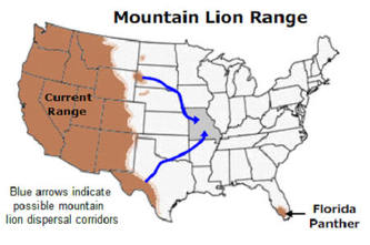 mountain lion travel radius